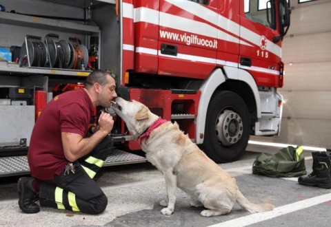 Incendi ed animali domestici: come comportarsi?